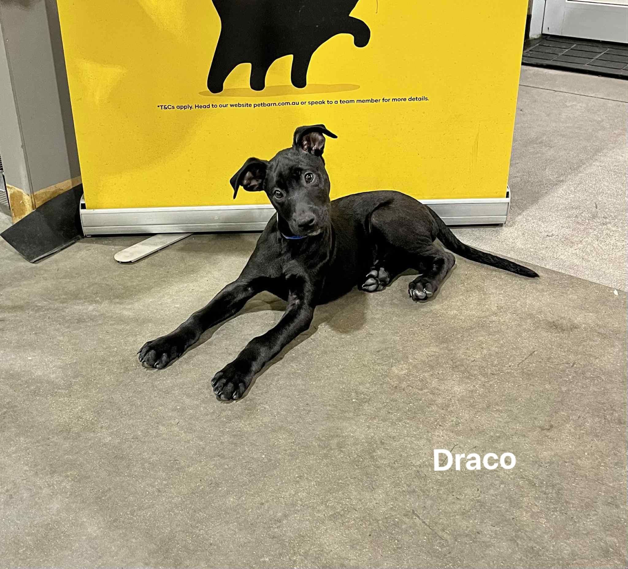 Draco Draco